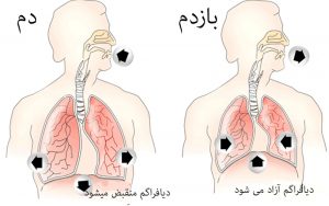 تنفس دیافراگمی